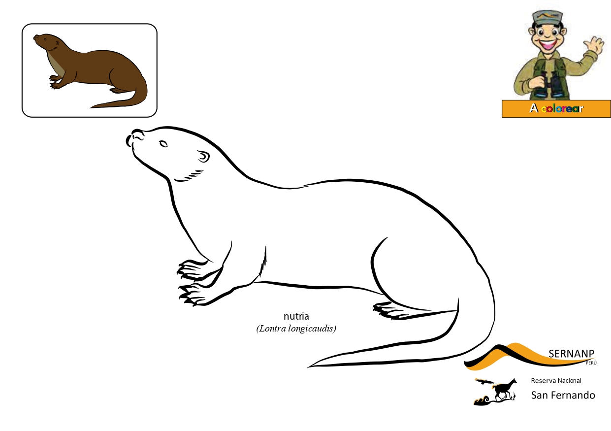 Colorear Animales De Peru Jugar Y Colorear Dibujos para colorear para adultos. colorear animales de peru jugar y