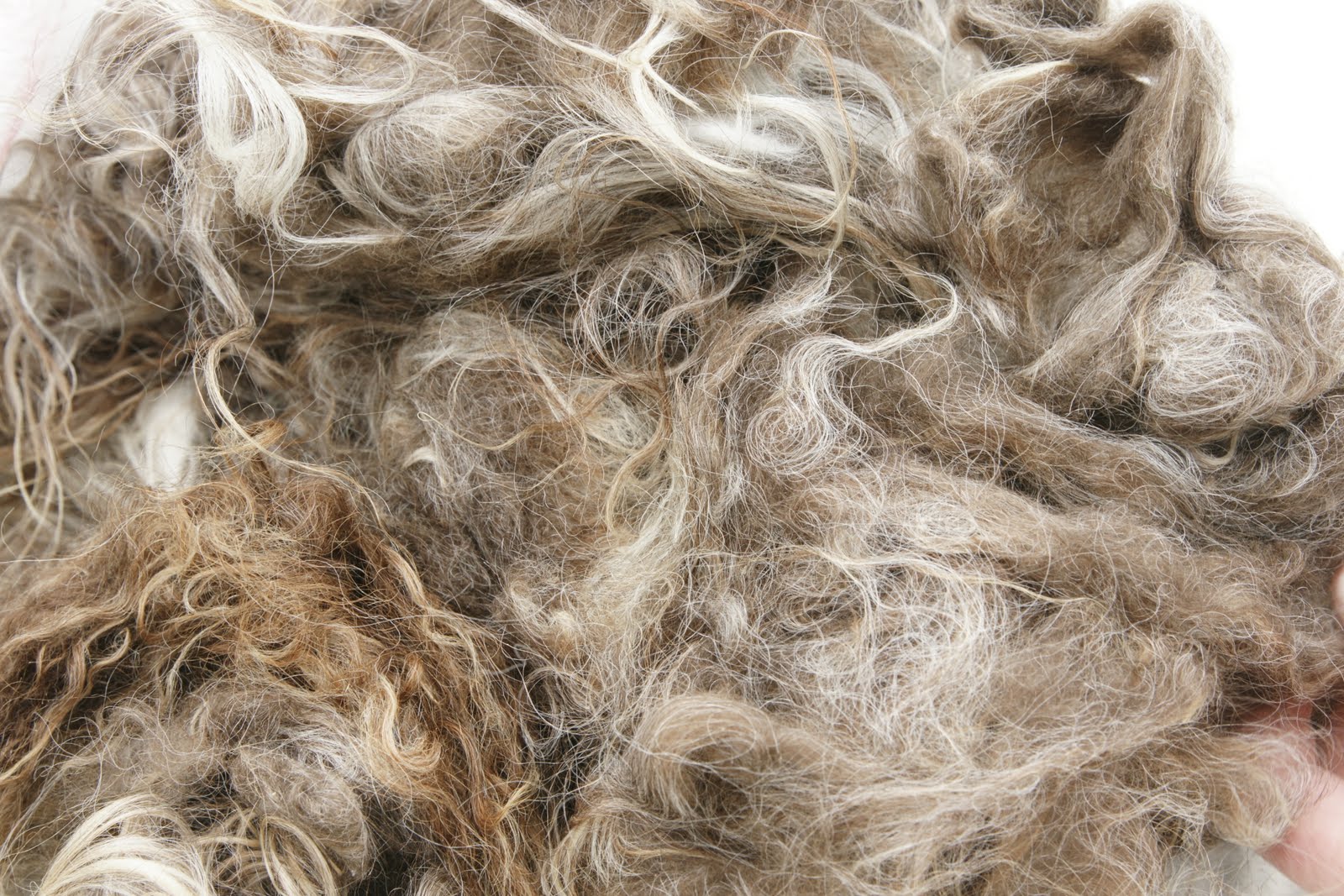 Kaelie's Farm Wool for Sale