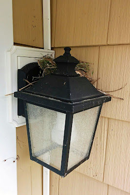 House finch nest on porch light