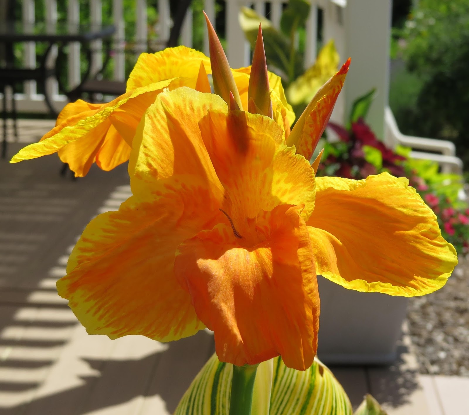 Susan's In the Garden Overwintering canna lily bulbs Update 1