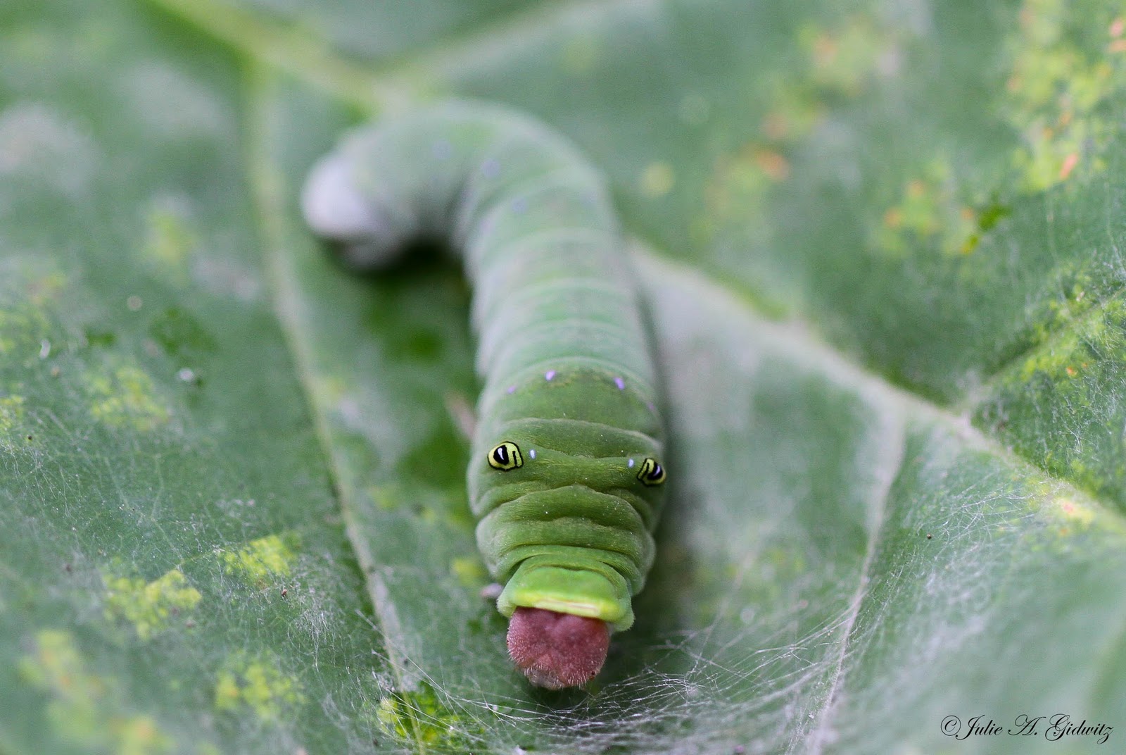 Nature's Splendor September 2011