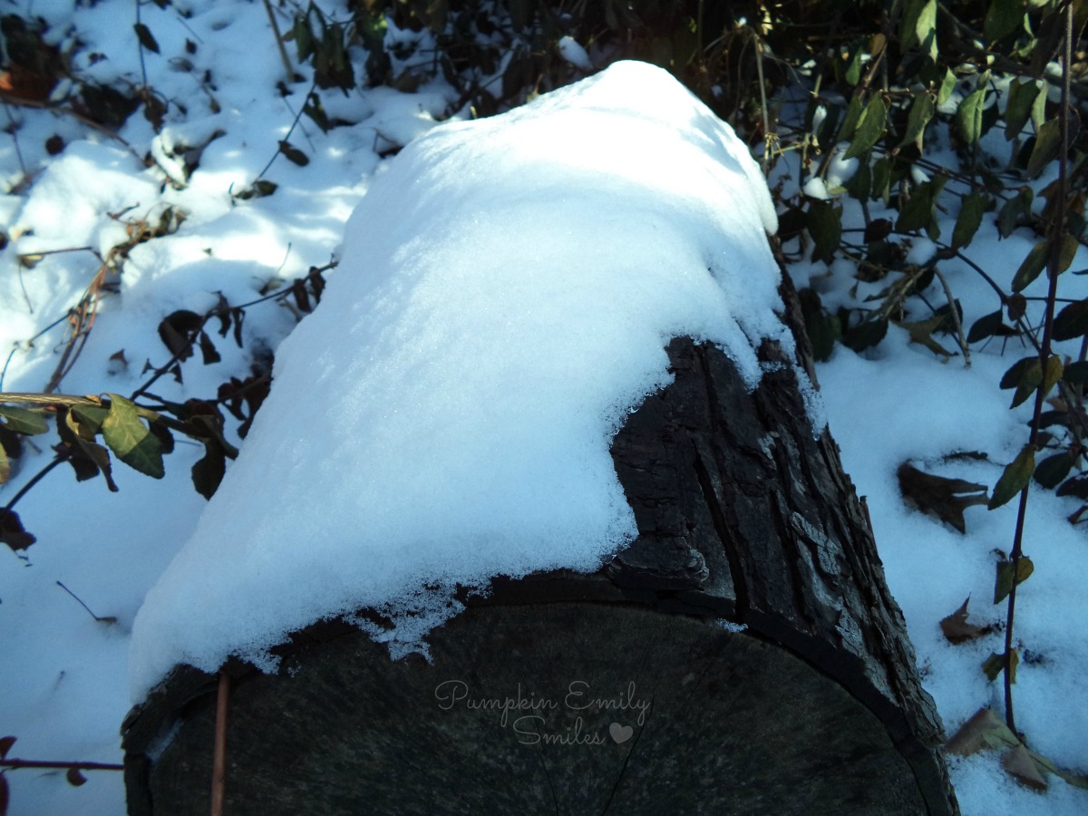 Snow on a tree