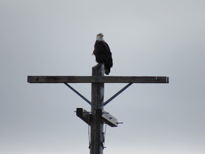 Tule Lake National Wildlife Refuge northern California birds