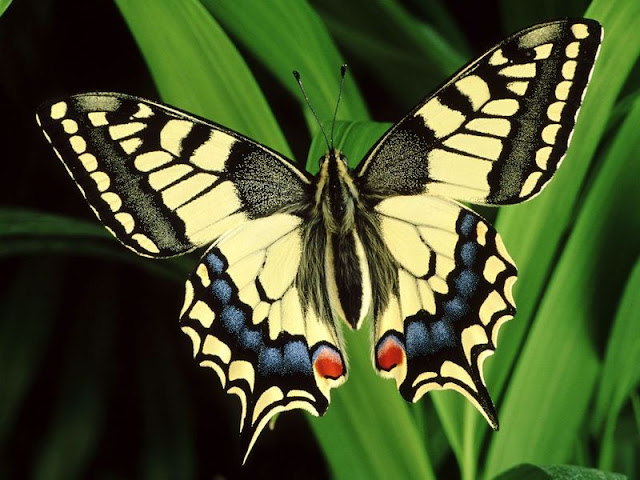  Butterfly | The Biggest Animals Kingdom
