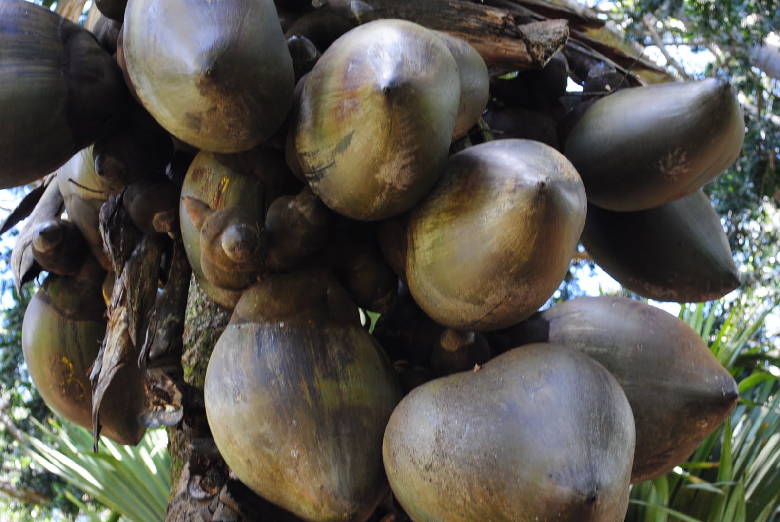 plantspeople: coco de mer, double coconut, beautiful rump