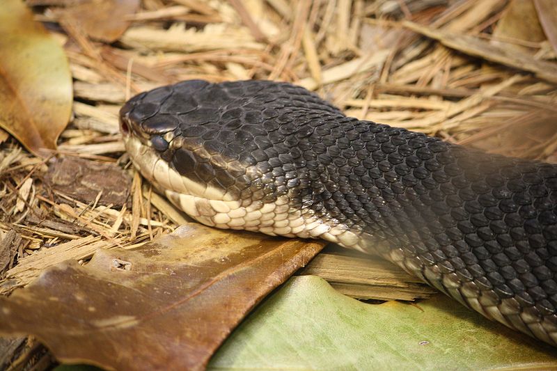Animal Pictures: Cottonmouth Snake