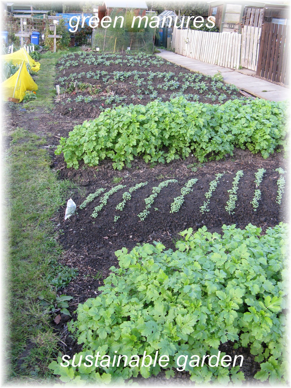 sustainable garden turning sand into fertile soil