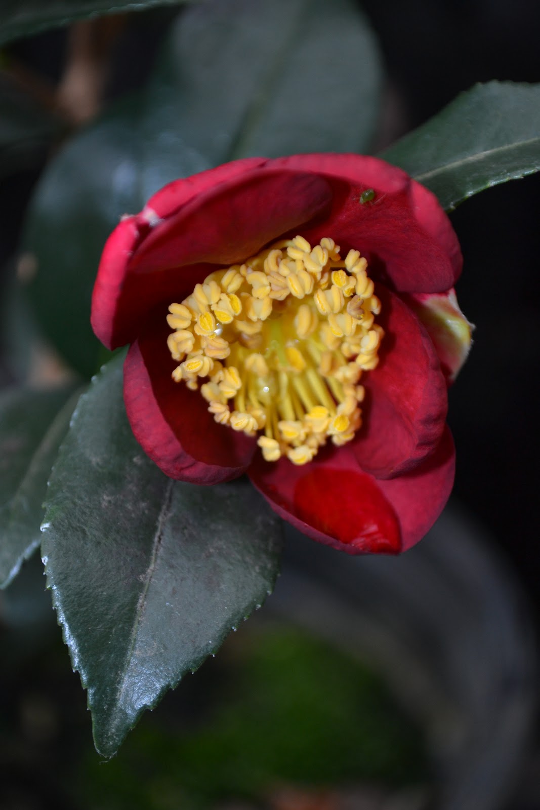 99+ Dwarf Camellia Varieties