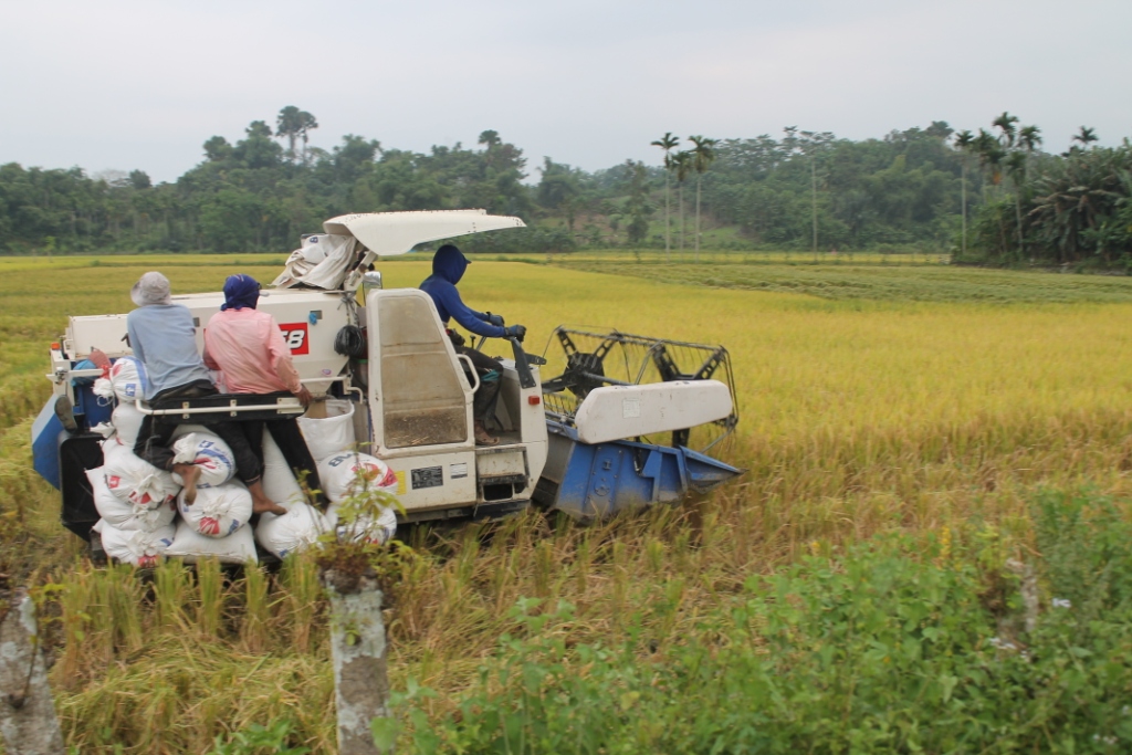 Petani Penggarap Sawah Gampong Cot Baroh Panen Padi Masa Tanam 2015 - 2016