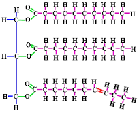 Proses Metabolisme Lipid (Lemak) Proses Metabolisme Lipid (Lemak)