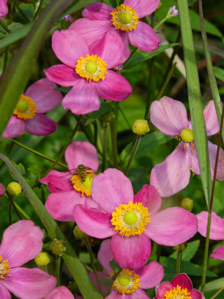 Garden Muses A Small Toronto Gardening Services Company Blog Autumn