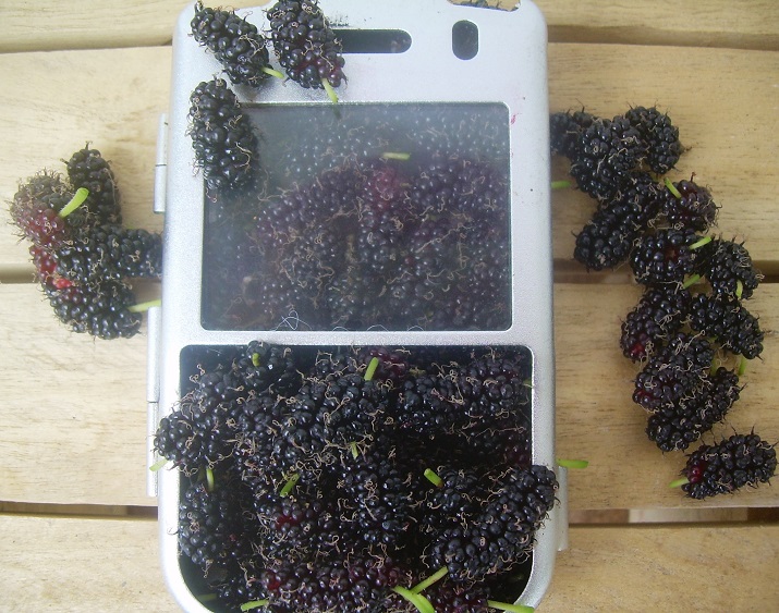 PHILIPPINE DESTINY The Philippine Blackberry Bush