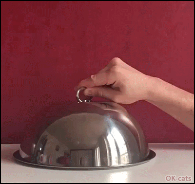 Funny Cat GIF • Surprise! Sir, your diner is ready • Oops! sorry Kitty. Funny Cat GIF • Surprise! Sir, your diner is ready • Oops! sorry Kitty.