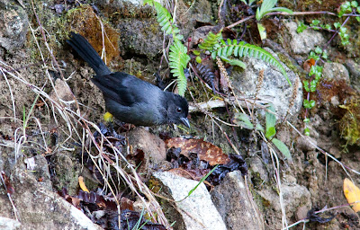 yellow-thighed finch, costa rica birds