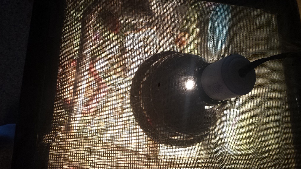 How to Care for Land Hermit Crabs Basic HowTo's