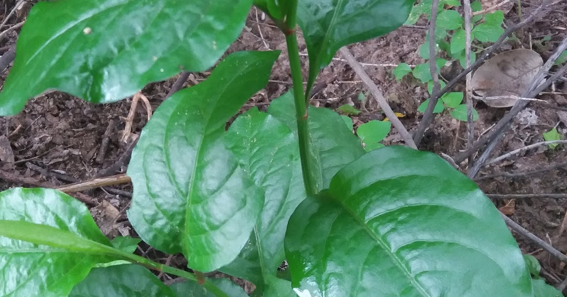 Powerful Anticancer Medicinal Plant