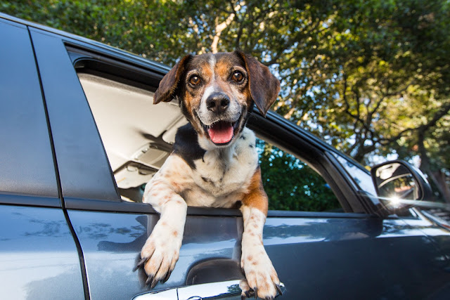 National Pet Month: 5 Travel Tips for Dog Owners
