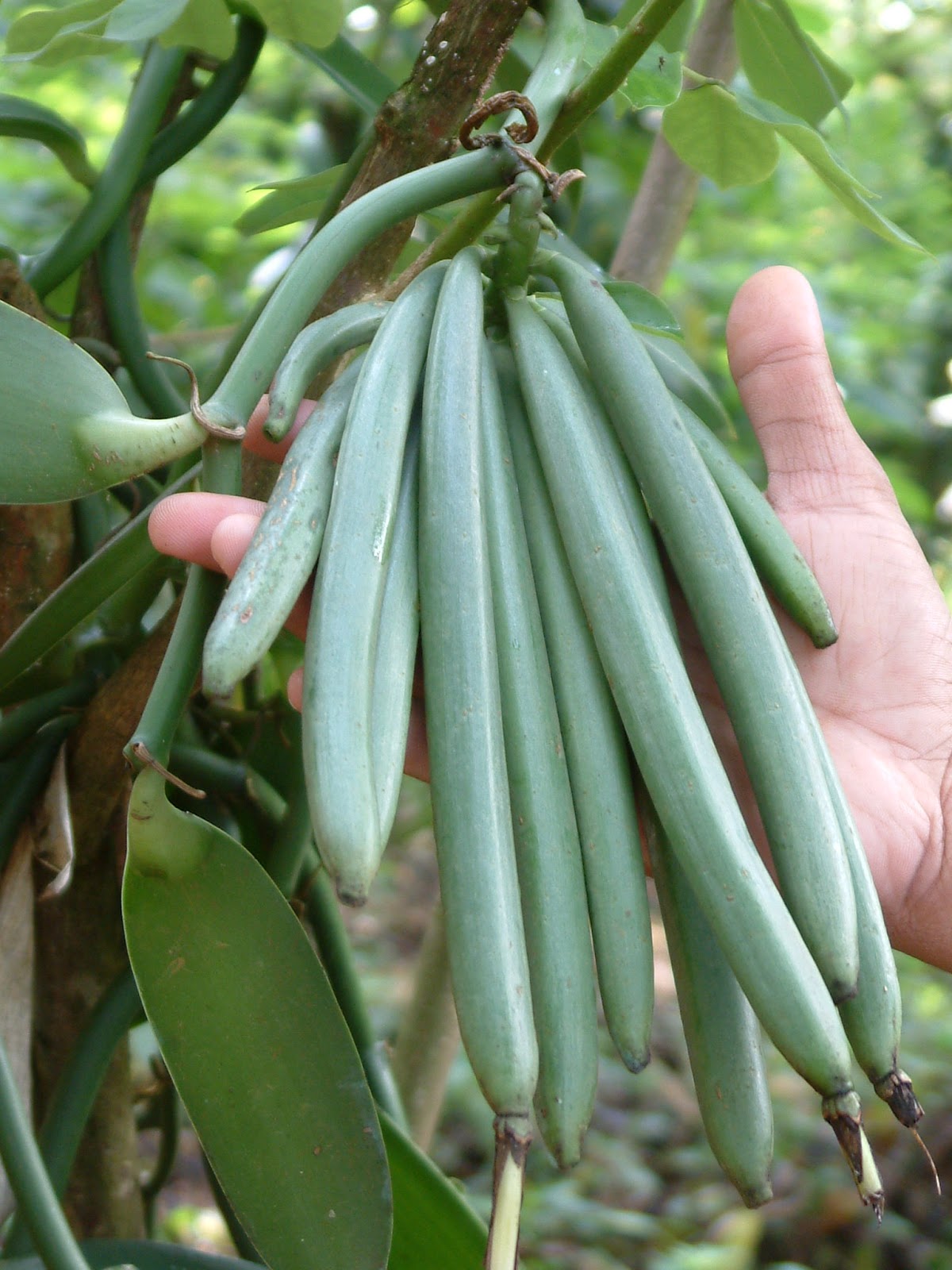 Real World Gardener Lovely Vanilla in Spice it Up part 1 Real World