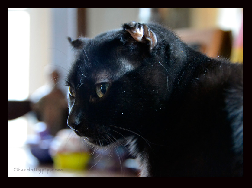 feline fabulous black cat adoption