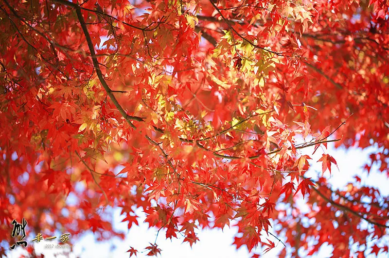 福壽山農場賞楓