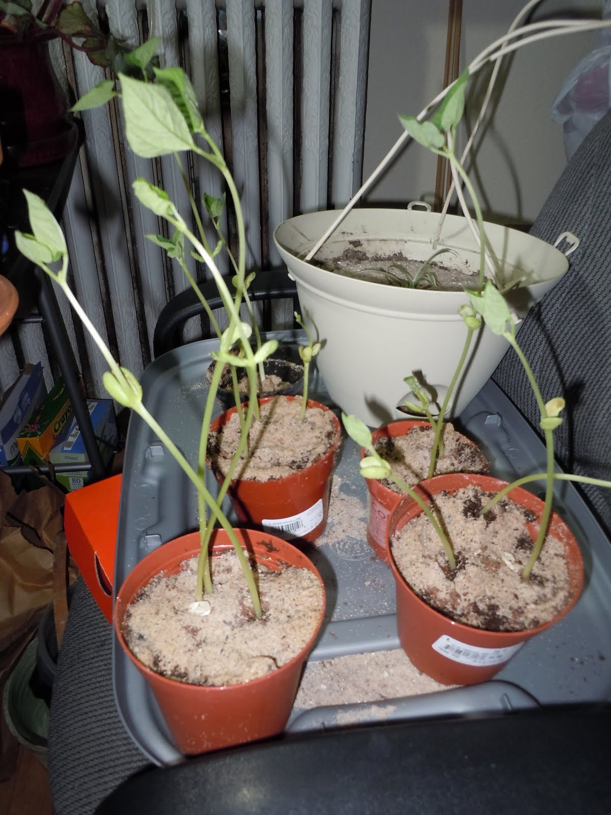 The Plant Diaries Yay another update blog!