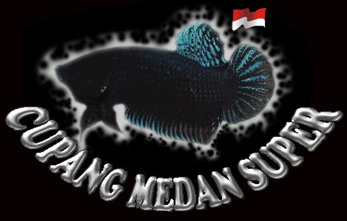 Ikan Cupang Medan