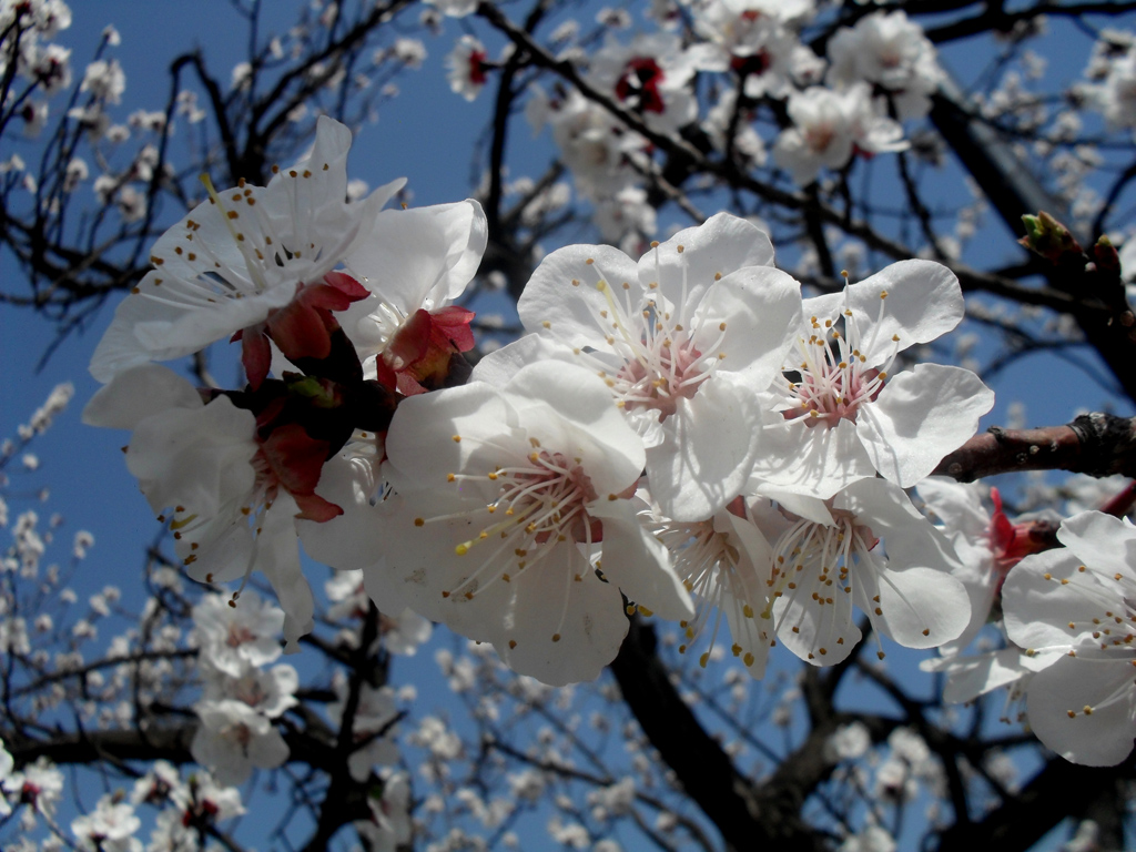PHOTO Apricot tree blossoms