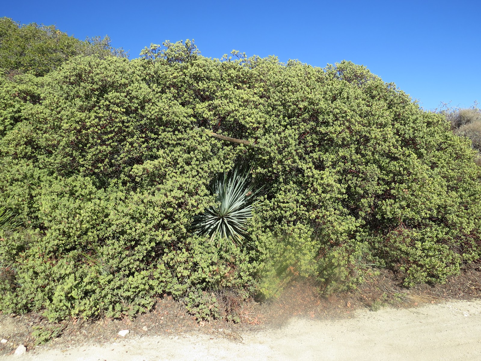 The Tide Chaser Coastal Shrubs Trees With Compound Leaves In