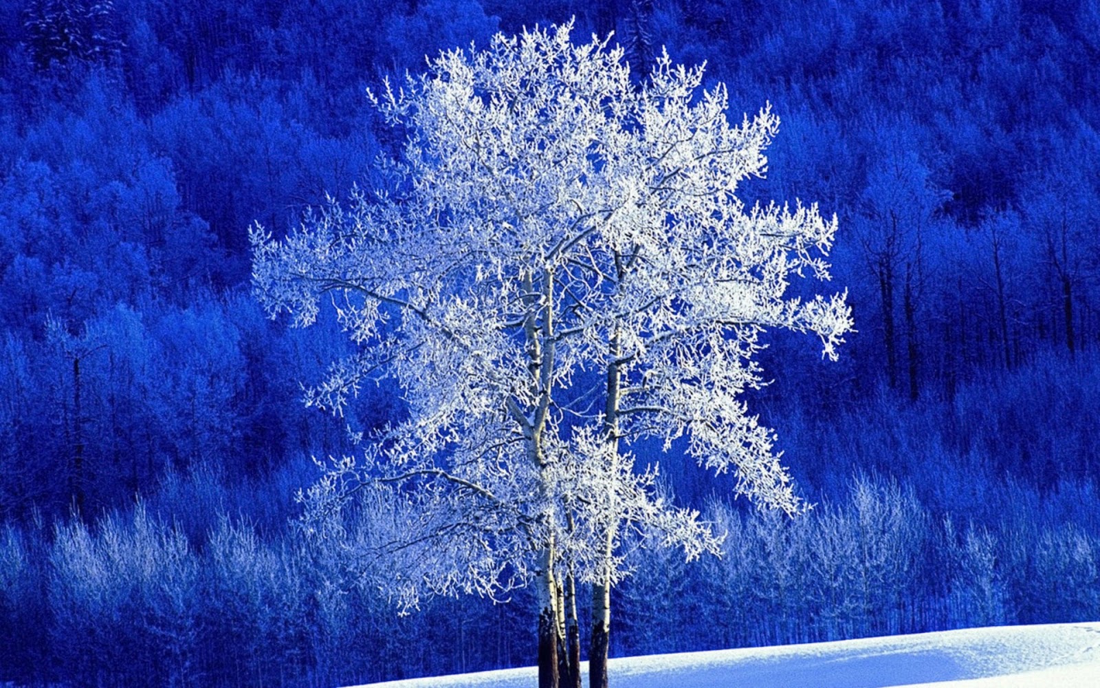 Frozen Trees Desktop and Mac Wallpaper HD Wallpapers 9to5Wallpapers