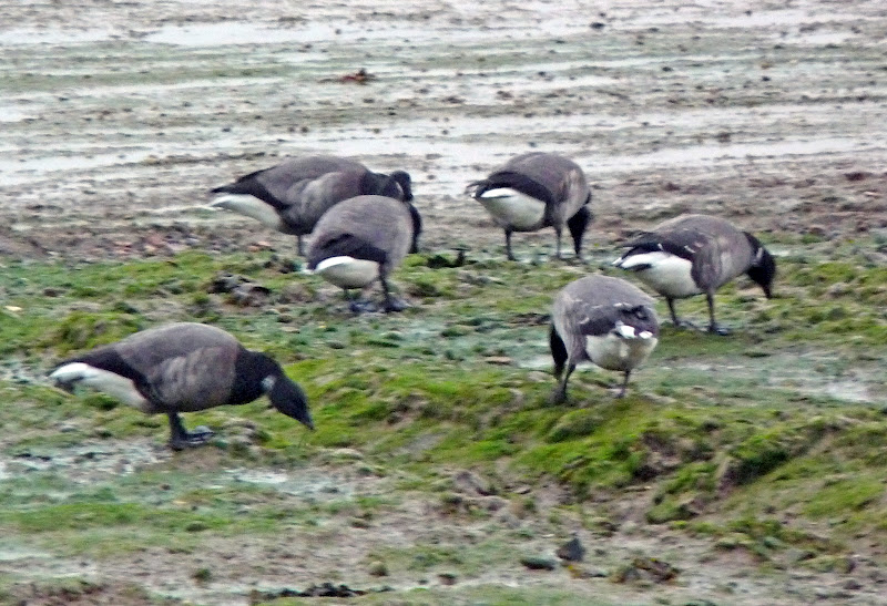 Wild And Wonderful Islands And Islets 2 Mersea Island And Its 