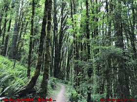 Wildwood Trail  Oregon