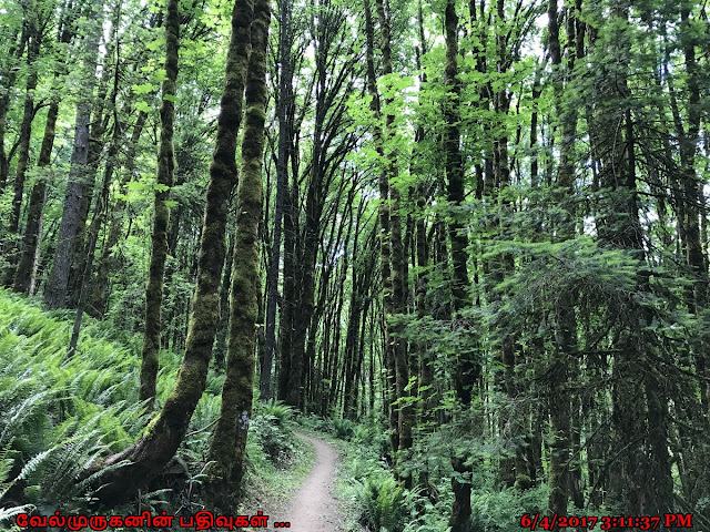 Wildwood Trail  Oregon