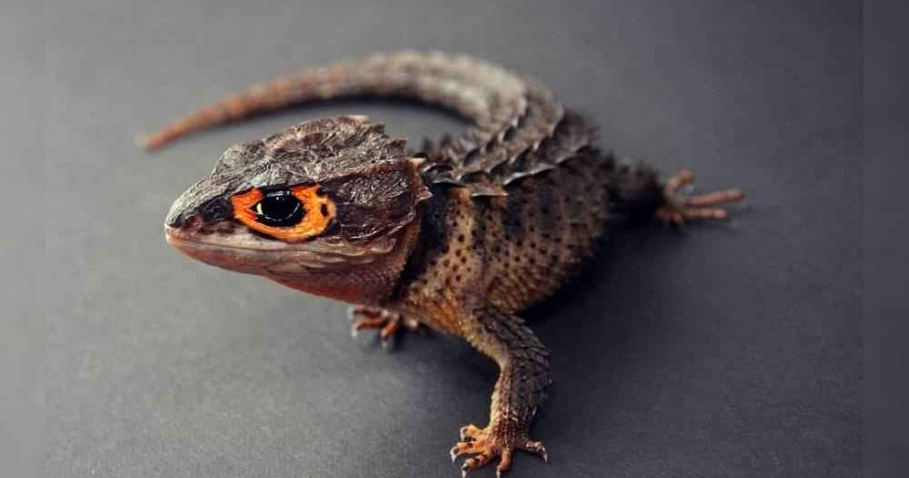 Profil Kadal Duri Mata Merah Papua Alampedia Com