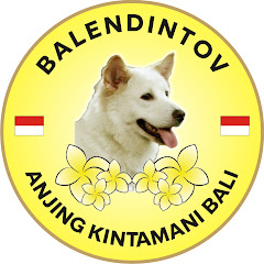 BalendinTov Anjing Kintamani Bali