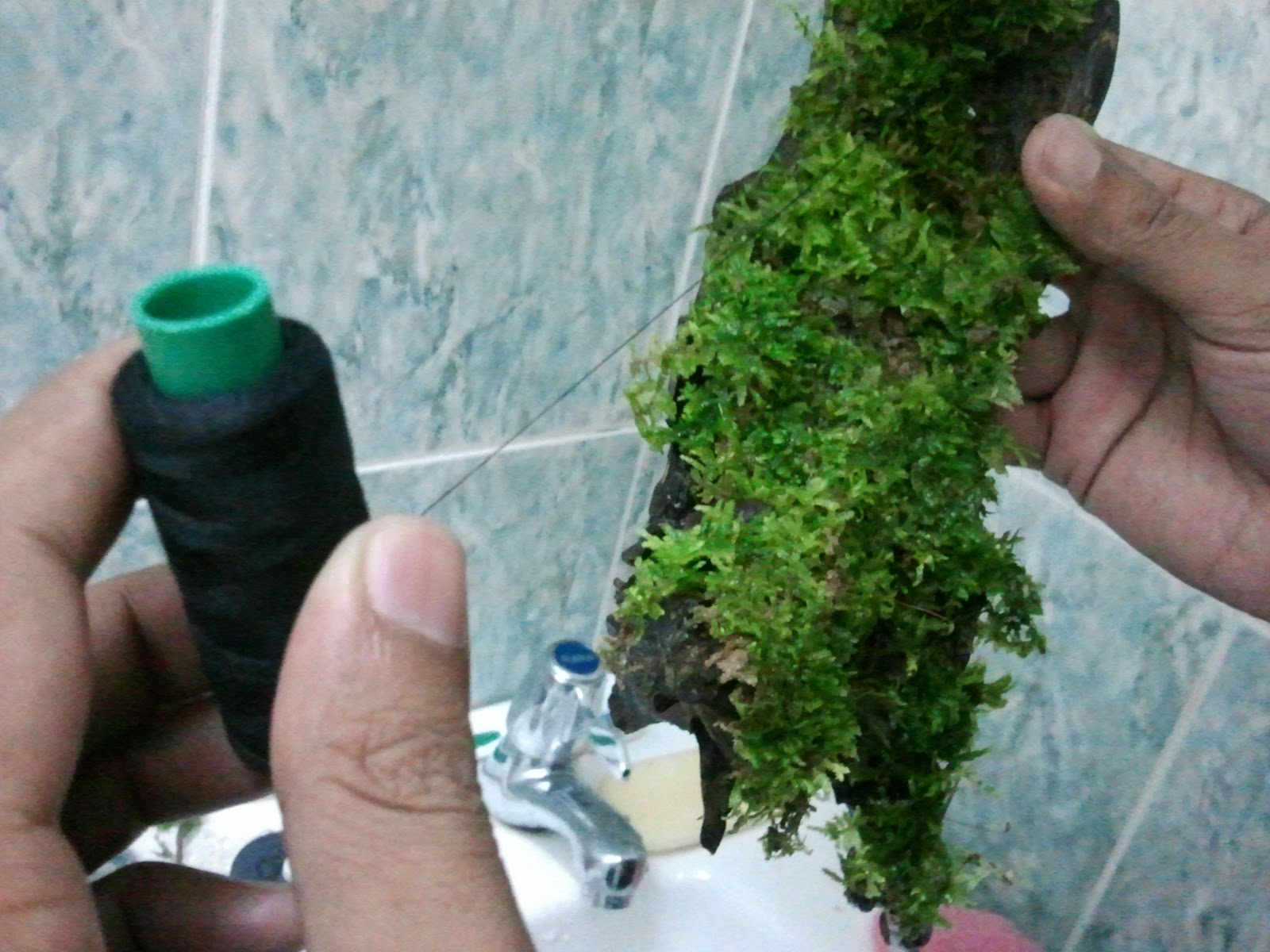 It's All About Aquascaping! HOW TO TIE JAVA MOSS ON DRIFTWOOD