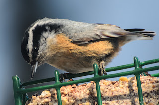 Red-breasted Nuthatch. Photo © Shelley Banks, all rights reserved. Red-breasted Nuthatch. Photo © Shelley Banks, all rights reserved.