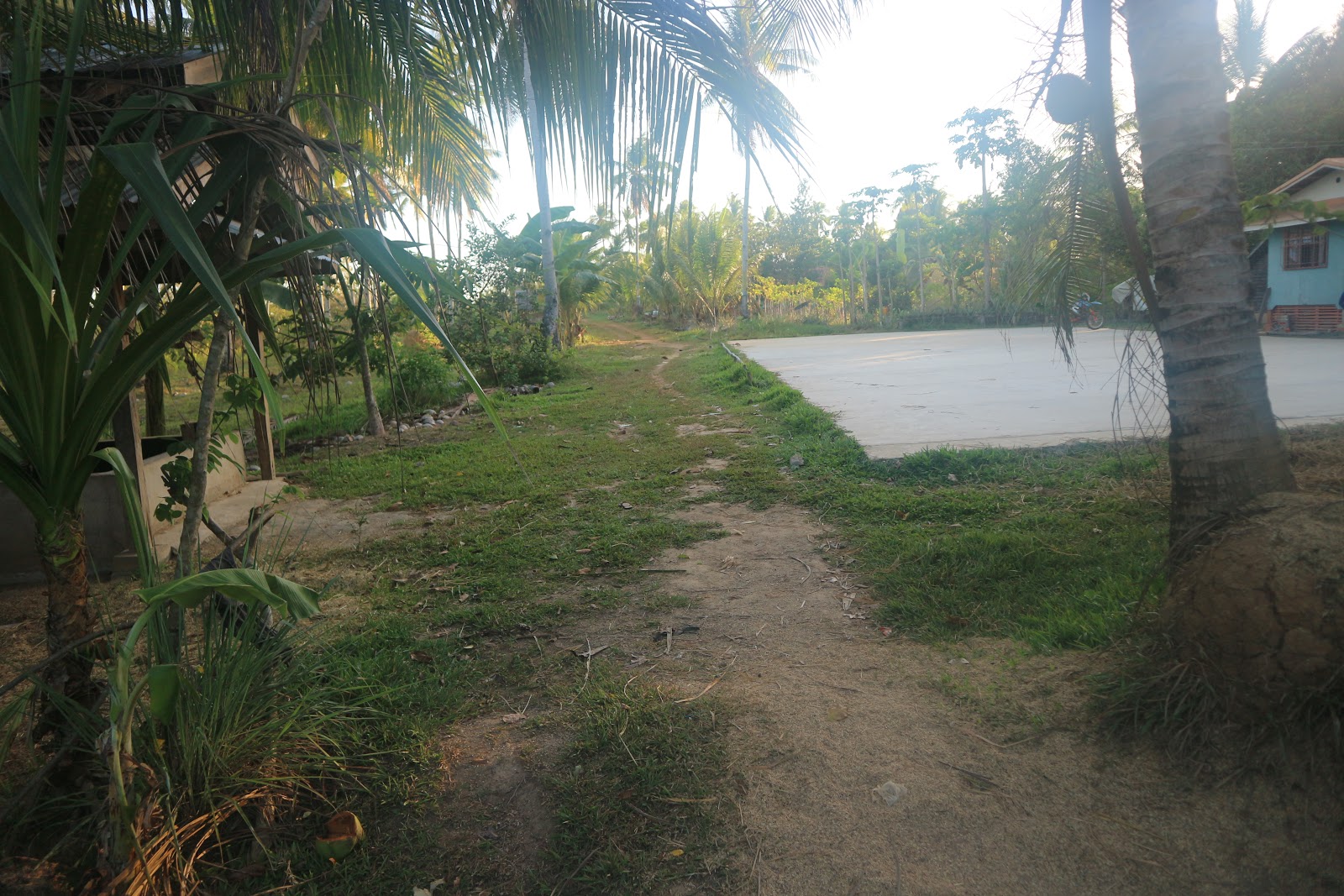 Farm Land For Sale 1.3 Hectares With Coconuts and Rice Fields in M