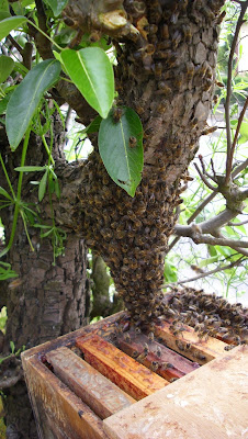 L'attaque d'un essaim d'abeilles dans cantal laisse circonspect
