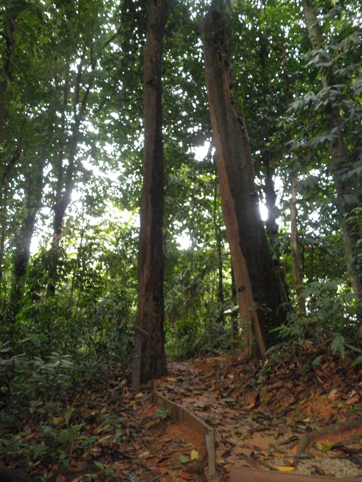 Sungai Siput Boy: Hiking at KL Tower : Hutan Lipur/Simpan Bukit Nanas ...