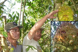 Aneh Tapi Nyata !Nangka Berbuah Pisang
