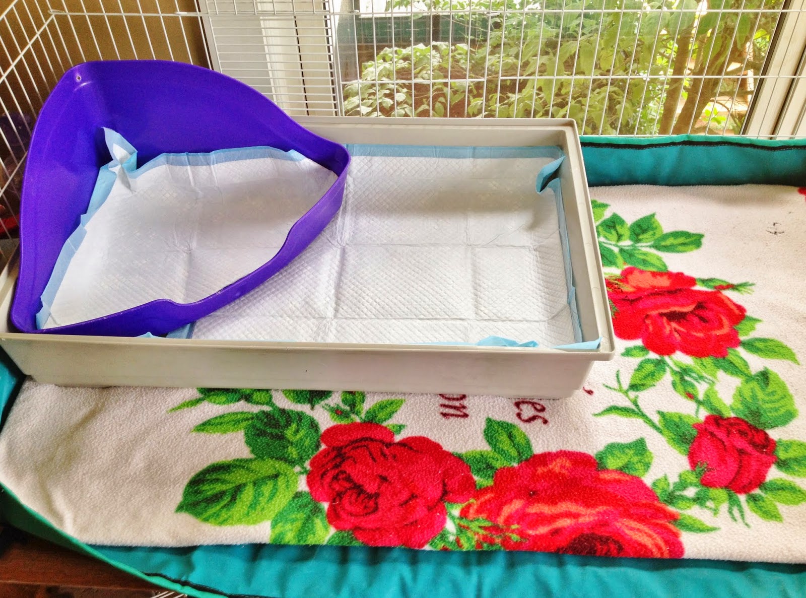Line the litter pans with puppy wee pads.