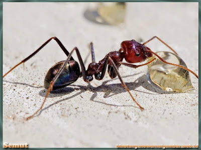 Fakta Dan Klasifikasi Ilmiah Semut | Nama, Gambar Binatang A-Z