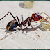 Fakta Dan Klasifikasi Ilmiah Semut