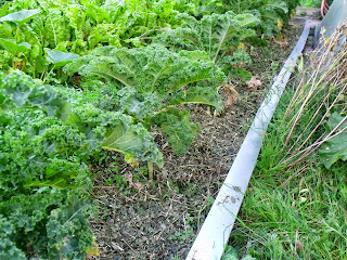 gehäckselter Heckenschnitt als Mulch unter Grünkohl (c) by Joachim Wenk gehäckselter Heckenschnitt als Mulch unterm Grünkohl (c) by Joachim Wenk