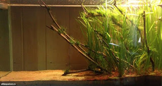 200 Referensi Desain Dan Model Aquascape Berdasarkan Tema https://www.faktapopuler.com/2018/12/200-referensi-desain-dan-model.html