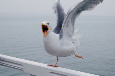 seagull seagulls funny cute birds sea weird bird attack angry flies irritating pointless existence very things docile pets uploaded user