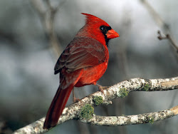 cardinal bird cardinals flying birds wild sweet winter male wallpapers cardnal them google crimson backgrounds female