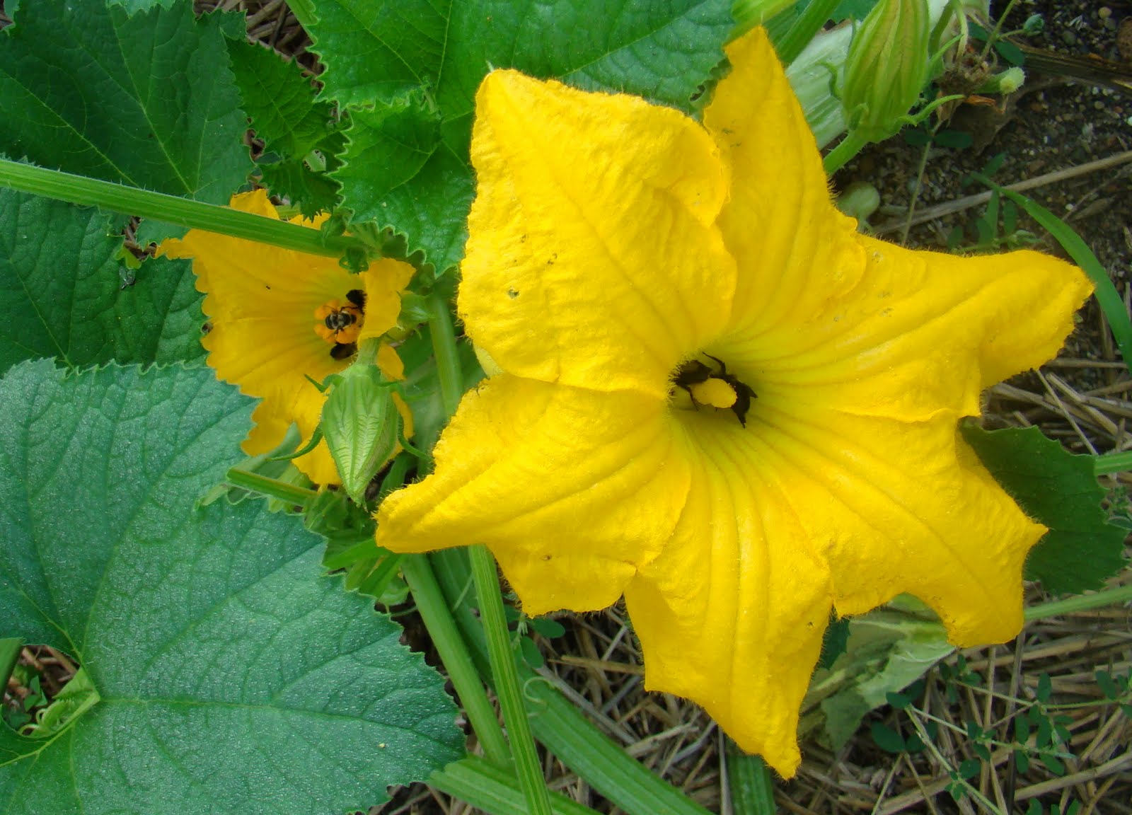 Rurification Robin Edmundson Lemon Squash