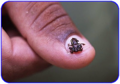 La rana mas pequeña del mundo en una uña de la mano..