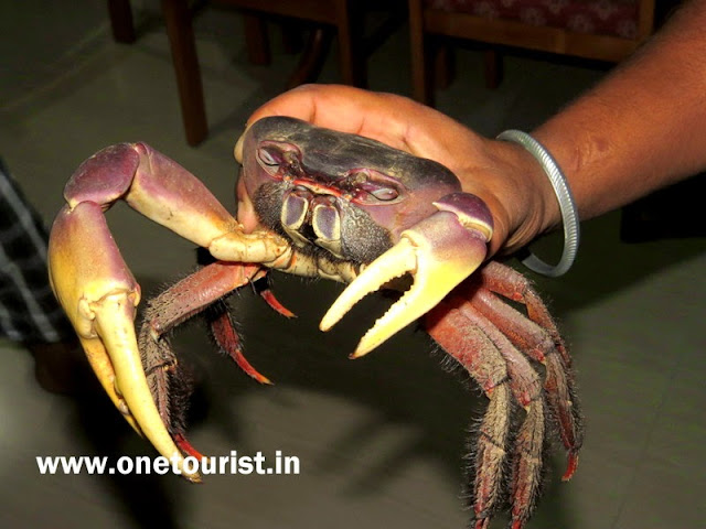 crab , sea food in andaman , केकडा अंडमान में crab , sea food in andaman , केकडा अंडमान में